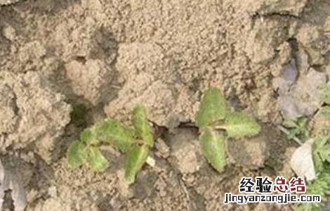 白芷种植技术 白芷种植技术与栽培管理