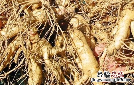 西洋参种植的注意事项 西洋参种植的注意事项和禁忌