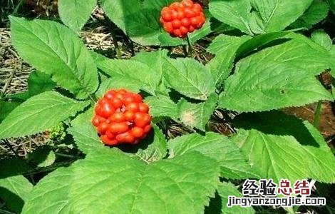 西洋参种植的注意事项 西洋参种植的注意事项和禁忌