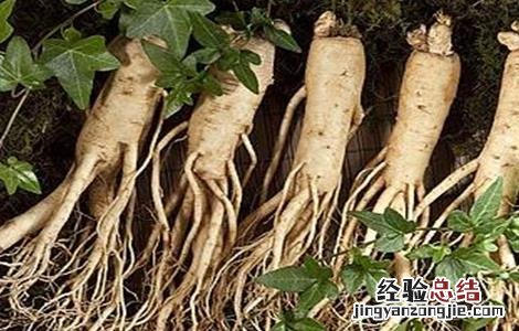 西洋参种植的注意事项 西洋参种植的注意事项和禁忌