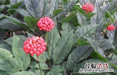 西洋参种植的注意事项 西洋参种植的注意事项和禁忌