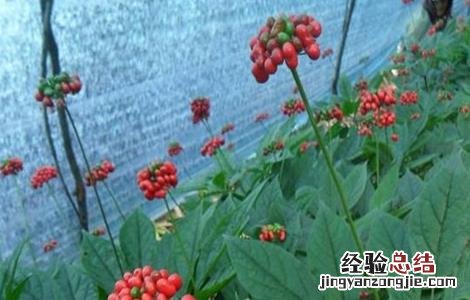 西洋参种植的注意事项 西洋参种植的注意事项和禁忌