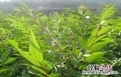 黄柏的种植技术视频 黄柏的种植技术