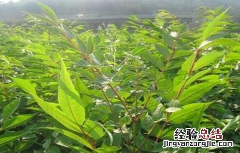 黄柏的种植技术视频 黄柏的种植技术