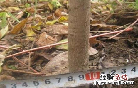 黄柏的种植技术视频 黄柏的种植技术
