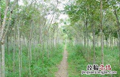 黄柏的种植技术视频 黄柏的种植技术