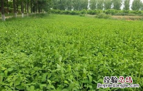 冬凌草一般在什么地方生长 冬凌草种植的方法