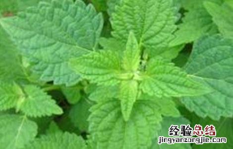 冬凌草一般在什么地方生长 冬凌草种植的方法