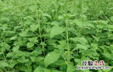 冬凌草一般在什么地方生长 冬凌草种植的方法