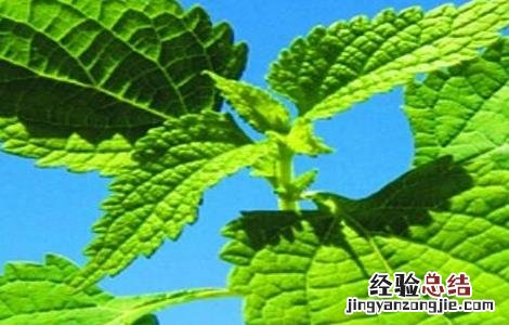 冬凌草一般在什么地方生长 冬凌草种植的方法