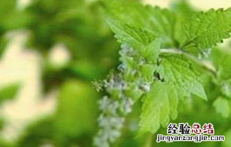 冬凌草一般在什么地方生长 冬凌草种植的方法