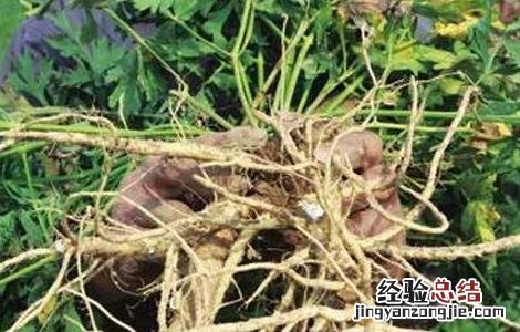 防风该怎么种植好 防风该怎么种植