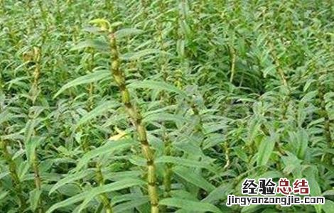 防风该怎么种植好 防风该怎么种植