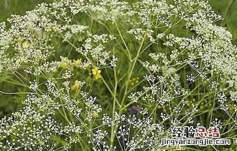 防风该怎么种植好 防风该怎么种植