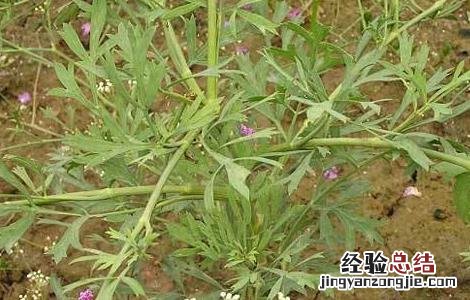 防风该怎么种植好 防风该怎么种植