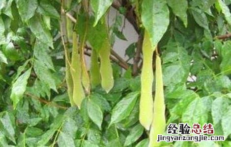 皂角种植的注意事项 皂角的种植方法