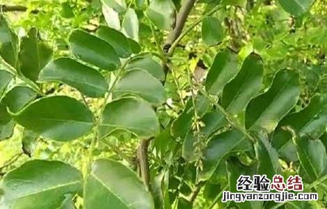 皂角种植的注意事项 皂角的种植方法