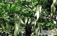 皂角种植的注意事项 皂角的种植方法