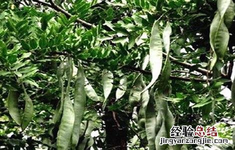 皂角种植的注意事项 皂角的种植方法