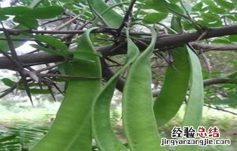皂角种植的注意事项 皂角的种植方法