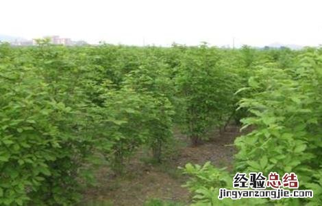 刺五加种植技术和方法 刺五加的种植技术