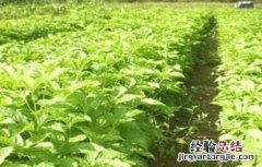 刺五加种植技术和方法 刺五加的种植技术