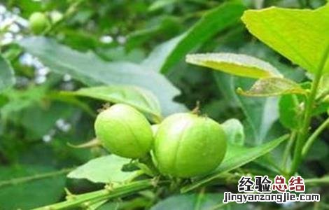 巴豆的种植方法 巴豆的种植方法和条件