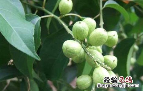 巴豆的种植方法 巴豆的种植方法和条件