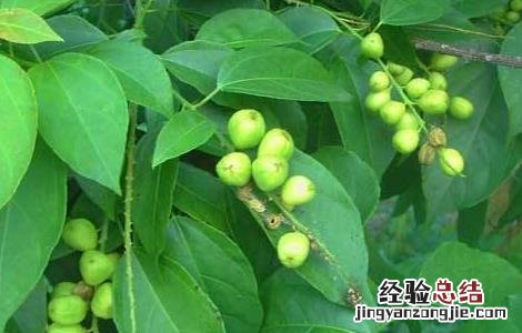 巴豆的种植方法 巴豆的种植方法和条件
