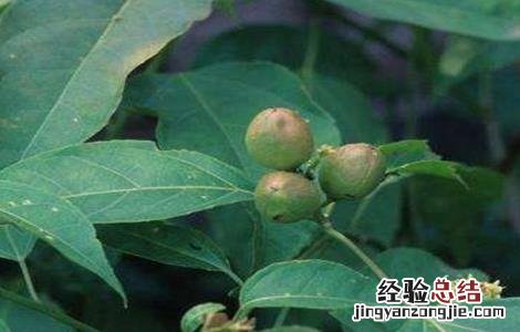 巴豆的种植方法 巴豆的种植方法和条件