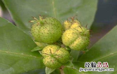 巴豆的种植方法 巴豆的种植方法和条件
