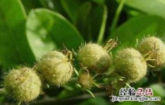 巴豆的种植方法 巴豆的种植方法和条件
