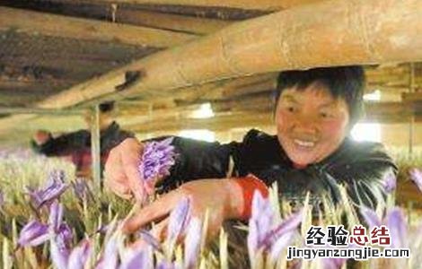 藏红花的种植技术 藏红花种植技术视频