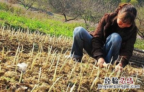 藏红花的种植技术 藏红花种植技术视频