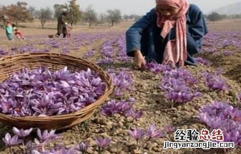 藏红花的种植技术 藏红花种植技术视频
