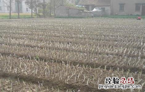 藏红花的种植技术 藏红花种植技术视频