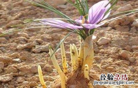 藏红花的种植技术 藏红花种植技术视频