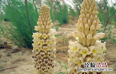 肉苁蓉人工种植技术 苁蓉的种植技术