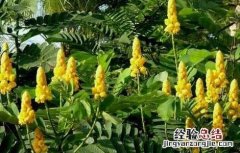 番泻叶怎么种植 番泻叶怎么种好