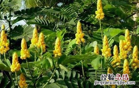 番泻叶怎么种植 番泻叶怎么种好