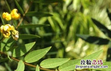 番泻叶怎么种植 番泻叶怎么种好