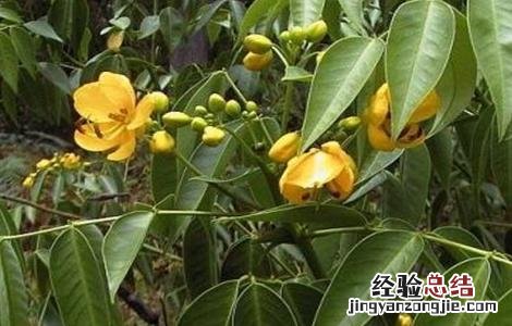 番泻叶怎么种植 番泻叶怎么种好