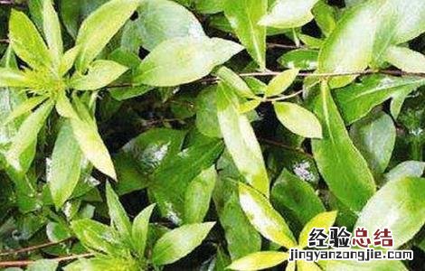 番泻叶怎么种植 番泻叶怎么种好