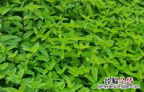 薄荷种植的注意事项 薄荷种植注意事项盆栽