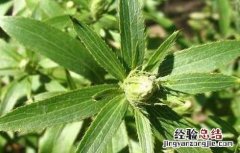 苍术种植的注意事项 苍术种植的注意事项