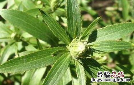 苍术种植的注意事项 苍术种植的注意事项