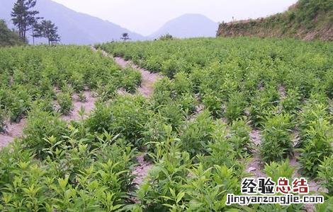 苍术种植的注意事项 苍术种植的注意事项