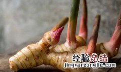 南姜是不是良姜 南姜和良姜是一样的吗