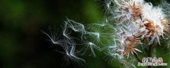 微风在生活中能做些什么 微风可以做什么