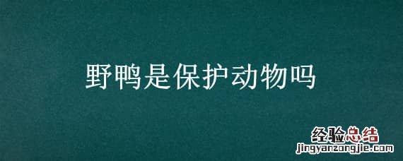 野鸭是保护动物吗为什么 野鸭是保护动物吗